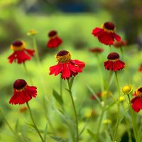 helenium :: Zinovi Seniak