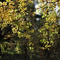 Листья пронизаны солнцем... :: Наталья Лунева 