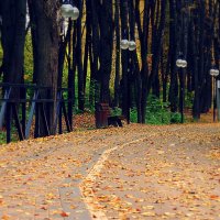 Осень в Сестрорецком парке :: Дмитрий 