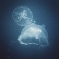 медуза :: Валерий 