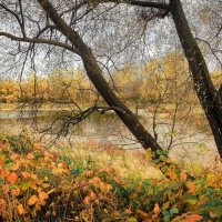 Золотая осень за рекой... :: alecs tyapin