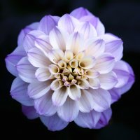 dahlia :: Zinovi Seniak