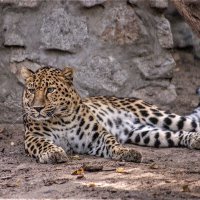 Дальневосточный леопард. :: аркадий 