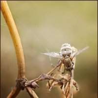 Осенняя муха :: dana smirnova