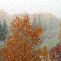 Снег кружится , летает , летает  8 октября . :: Мила Бовкун