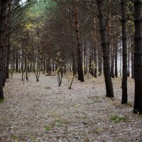 Сосновый лес :: Вадим Басов