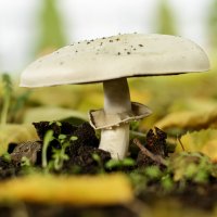 Городские грибы. :: Стас 