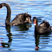 Пара черных лебедей :: Ольга Довженко