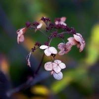 end of flowering :: Zinovi Seniak