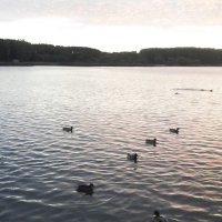 Утки на озере. :: Надежда 