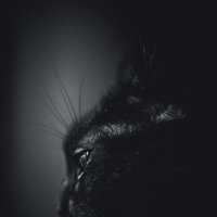 Черный кот :: Елена Берсенёва