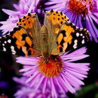 осенние бабочки 4 :: Александр Прокудин