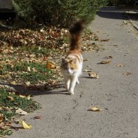Осень ярко-рыжей кошкой ходит-бродит вдоль дорожки... :: Татьяна Смоляниченко