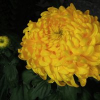 Золотые шары хризантем... Большой и махонький (пока!) :: Тамара Бедай 