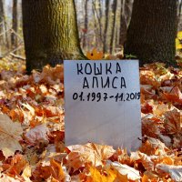 Не бродить, не мять листвы  Алисе... :: Андрей Заломленков