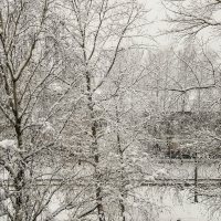 Тополя в снегу :: Шаркова Антонина 