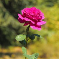 Роза чайно-гибридная "Orient" :: wea *
