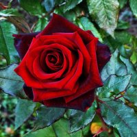 Осенняя роза Фото №2 :: Владимир Бровко