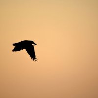 птица и пустота :: Ларико Ильющенко