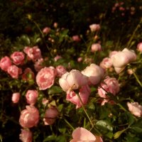 Розы в октябре :: Самохвалова Зинаида 