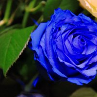 Синяя роза. :: Штрек Надежда 