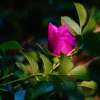 Вдыхая розы аромат, тенистый вспоминаю сад.... :: Анна Суханова