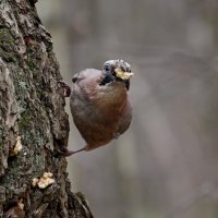 На дубе растут грецкие орехи и колотые ..Удивительно -:)) :: Александр Запылёнов