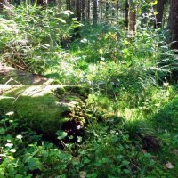 Волшебный лес 2020 - 3 :: Olegus79 Лихоманов