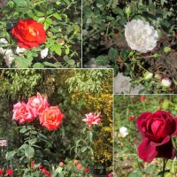 Последние розы :: Нина Бутко