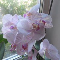 Мои орхидеи :: Лариса 