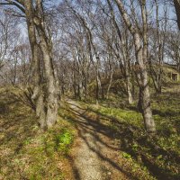 Лесная тропинка :: Эдуард Куклин