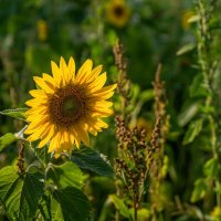 Солнечный цветок :: Николай Гирш