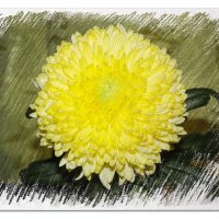 Приглашает на бал хризантема, Королева осенних цветов.... :: Tatiana Markova