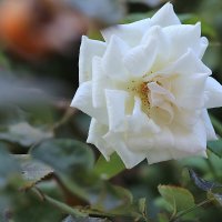 Белая роза.. :: Оля Богданович