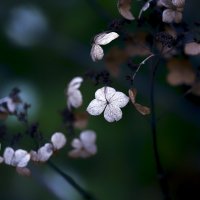 end of flowering :: Zinovi Seniak