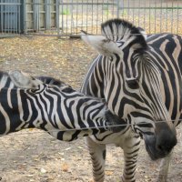 Трёхцветные зебры в ростовском зоопарке :: Нина Бутко
