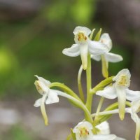Орхидея из леса :: Павел Руденко