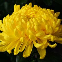 В эту ночь для меня хризантемы Распустили цветок золотой... :: Тамара Бедай 