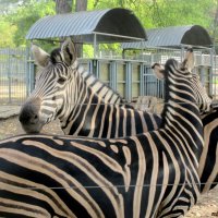 Зебры в ростовском зоопарке :: Нина Бутко