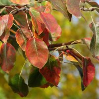 Краснеют листья груши :: Татьяна Смоляниченко