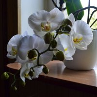 Великолепная орхидея :: Ольга 