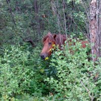 Не мешайте! :: Вера Щукина