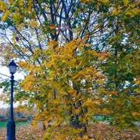 Листья желтые над городом кружатся ... :: Лариса Корженевская