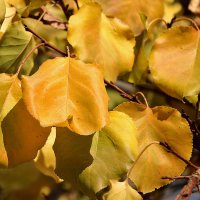 Листья желтые пока еще на ветках... :: Светлана 