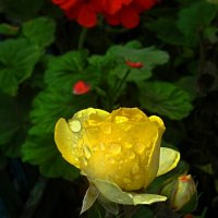 Наши цветы :: Валентин Семчишин