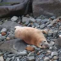 Не спит рыженький тюленёнок :: Natalia Harries