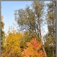Осень в красках ! :: Юрий Ефимов
