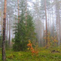 Туманное утро в лесу :: Виталий Андрейчук