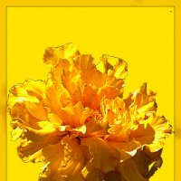 Золото в цветке :: Владимир Хатмулин