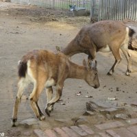 В ростовском зоопарке... октябрь... :: Нина Бутко